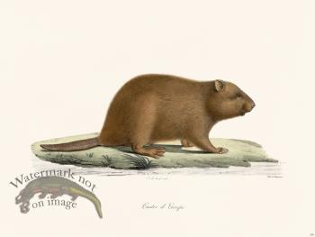 Cuvier 259 Beaver Of Europe